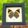 Smyrna blomfildia Verso Blomfild's Beauty Butterfly Framed Taxidermy Display