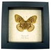 Great Spangled Fritillary Butterfly Speyeria Cybele Verso Framed Taxidermy Display