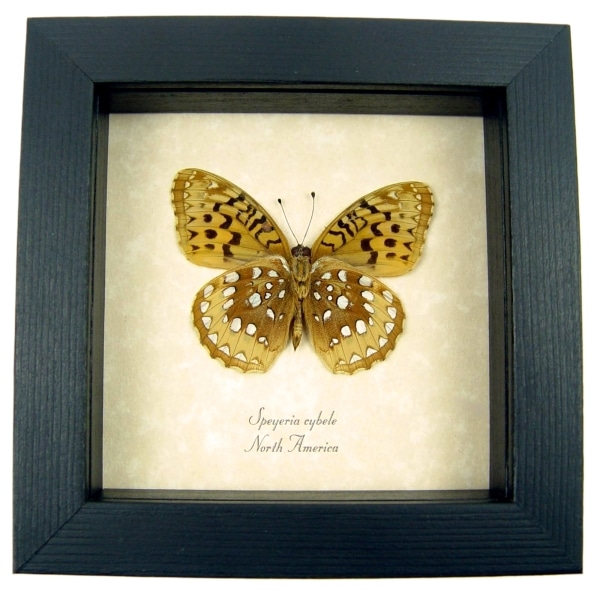 Great Spangled Fritillary Butterfly Speyeria Cybele Verso Framed Taxidermy Display