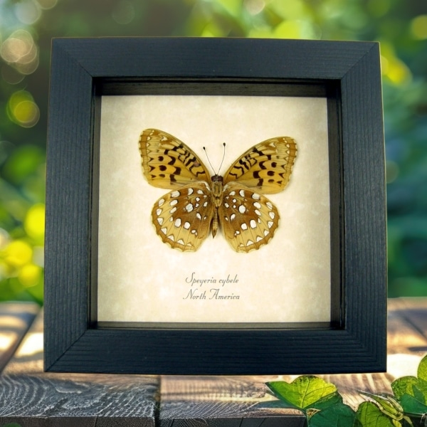 Great Spangled Fritillary Butterfly Speyeria Cybele Verso Framed Taxidermy Display