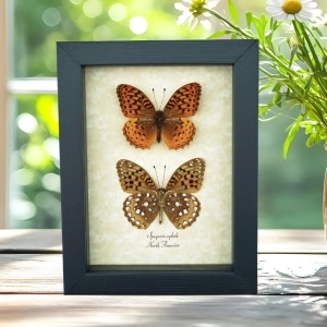 Speyeria Cybele Pair Butterflies Great Spangled Fritillary Butterfly Framed Taxidermy
