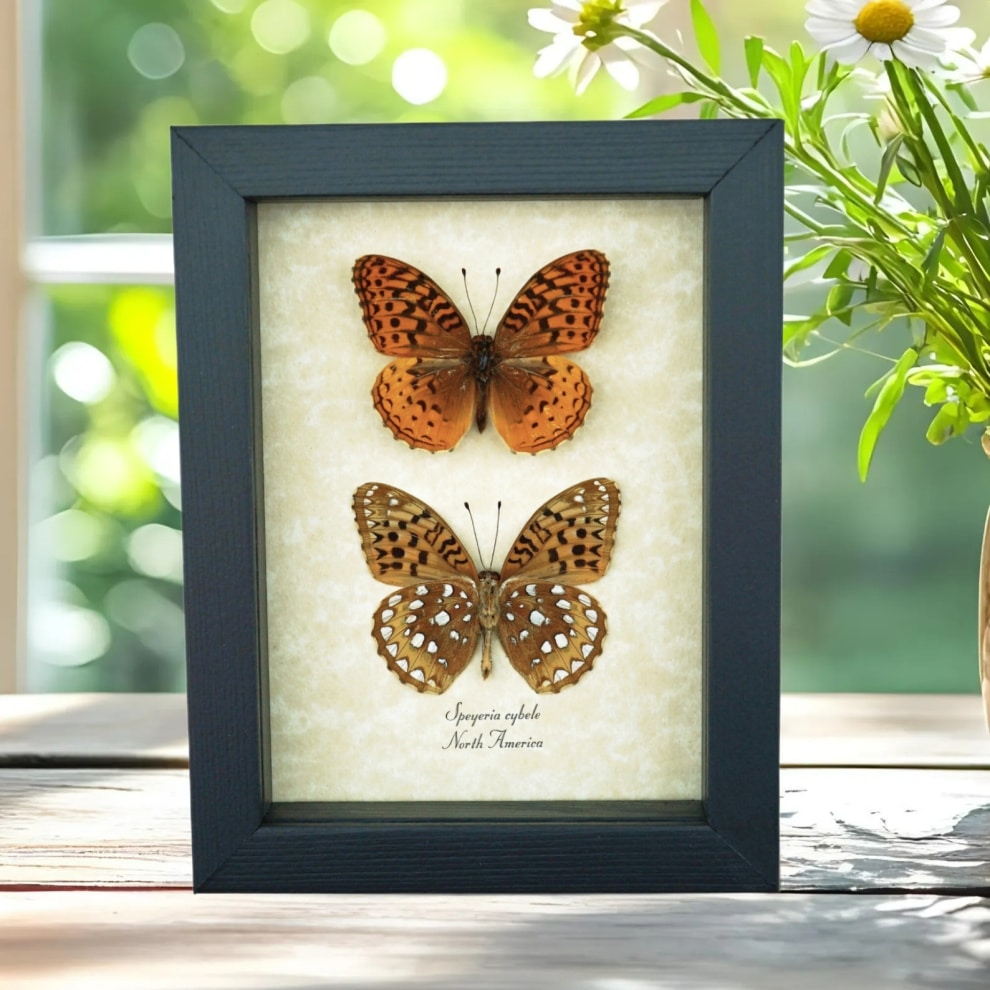 Speyeria Cybele Pair Butterflies Great Spangled Fritillary Butterfly Framed Taxidermy