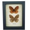 Speyeria Cybele Pair Butterflies Great Spangled Fritillary Butterfly Framed Taxidermy