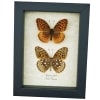 Speyeria Cybele Pair Butterflies Great Spangled Fritillary Butterfly Framed Taxidermy