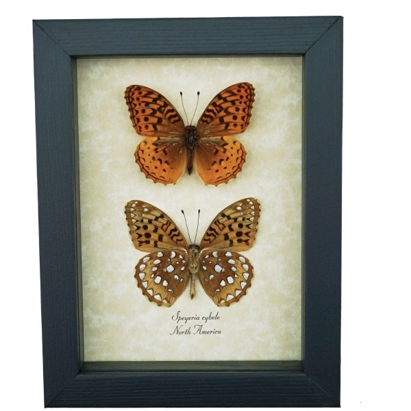 Speyeria Cybele Pair Butterflies Great Spangled Fritillary Butterfly Framed Taxidermy