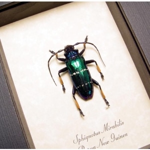 Sphignotus mirabilis Long Horn Beetle Framed Taxidermy Display