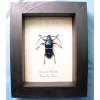 Sphignotus mirabilis Long Horn Beetle Framed Taxidermy Display