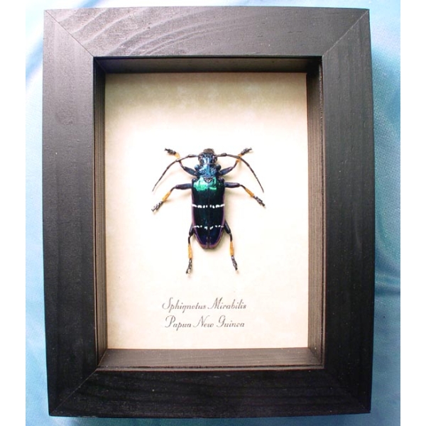 Sphignotus mirabilis Long Horn Beetle Framed Taxidermy Display