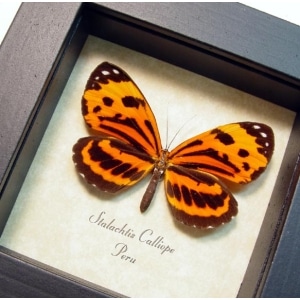 Stalachtis calliope Orange Tiger Butterfly Framed Taxidermy Display