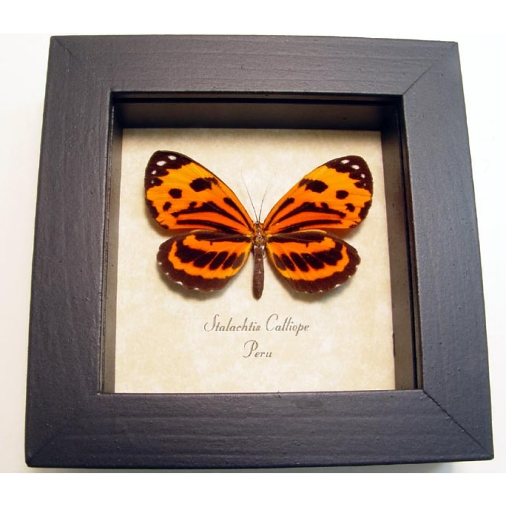 Stalachtis calliope Orange Tiger Butterfly Framed Taxidermy Display