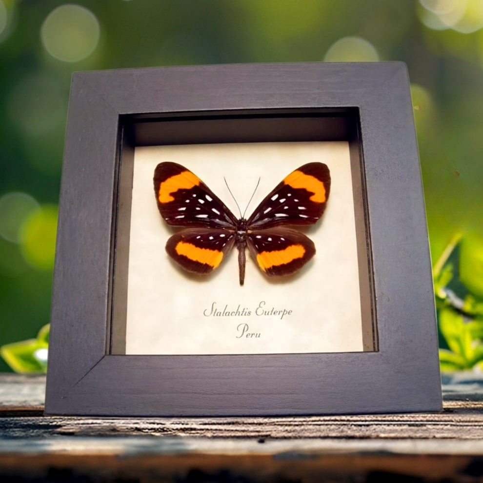 Stalachtis euterpe Butterfly Orange Spotted Leopard Framed Taxidermy Display Stalachtis euterpe Butterfly Orange Spotted Leopard Framed Taxidermy Display