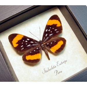 Stalachtis euterpe Butterfly Orange Spotted Leopard Framed Taxidermy Display