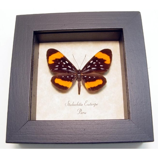 Stalachtis euterpe Butterfly Orange Spotted Leopard Framed Taxidermy Display