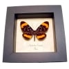 Stalachtis euterpe Butterfly Orange Spotted Leopard Framed Taxidermy Display