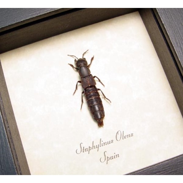 Staphylinus olens Devil's Coach Horse Beetle Framed Taxidermy Display