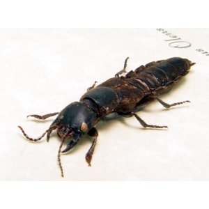 Staphylinus olens Devil's Coach Horse Beetle Framed Taxidermy Display