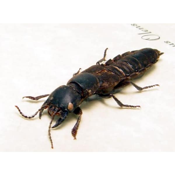 Staphylinus olens Devil's Coach Horse Beetle Framed Taxidermy Display