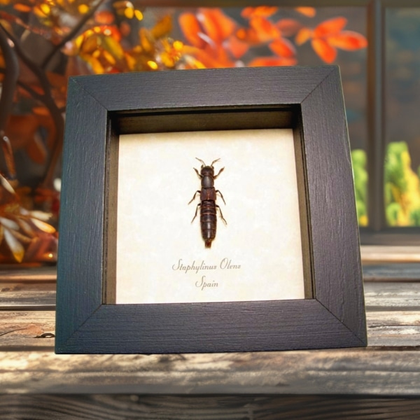 Devils Coach Horse Beetle Staphylinus olens Framed Taxidermy Display