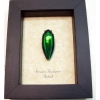 Sternocera aequisignata Framed Green Jewel Beetle