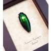 Sternocera aequisignata Framed Green Jewel Beetle
