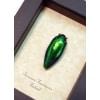Sternocera aequisignata Framed Green Jewel Beetle