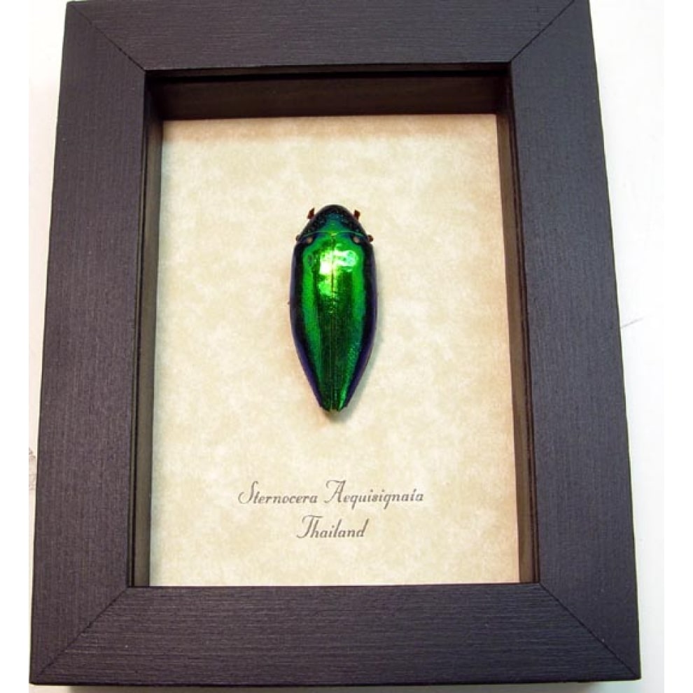 Sternocera aequisignata Framed Green Jewel Beetle
