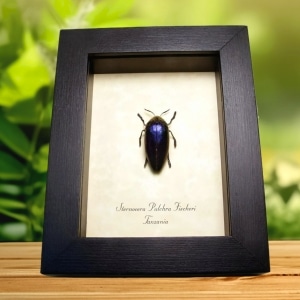 Sternocera pulchra fischeri Female Purple Jewel Beetle Framed Taxidermy Display