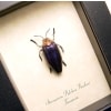 Sternocera pulchra fischeri Female Purple Jewel Beetle Framed Taxidermy Display