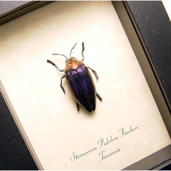 Sternocera pulchra fischeri Female Purple Jewel Beetle Framed Taxidermy Display