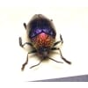 Sternocera pulchra fischeri Female Purple Jewel Beetle Framed Taxidermy Display