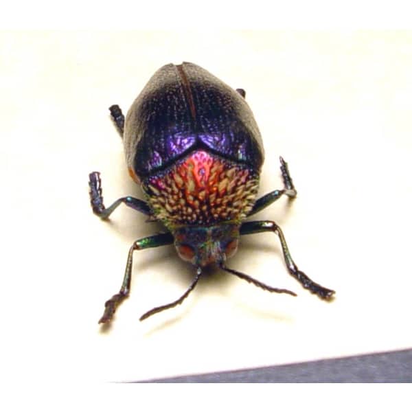 Sternocera pulchra fischeri Female Purple Jewel Beetle Framed Taxidermy Display