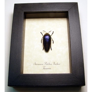 Sternocera pulchra fischeri Female Purple Jewel Beetle Framed Taxidermy Display