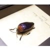 Sternocera pulchra fischeri Female Purple Jewel Beetle Framed Taxidermy Display