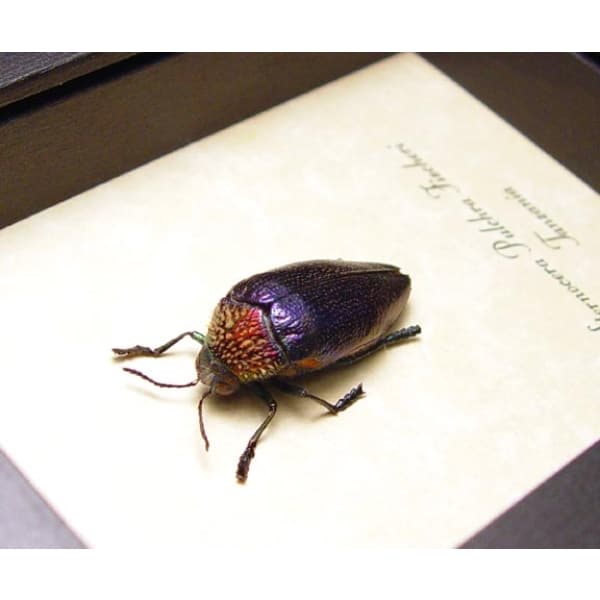 Sternocera pulchra fischeri Female Purple Jewel Beetle Framed Taxidermy Display