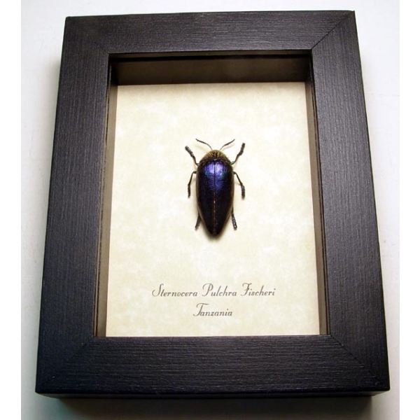 Sternocera pulchra fischeri Female Purple Jewel Beetle Framed Taxidermy Display