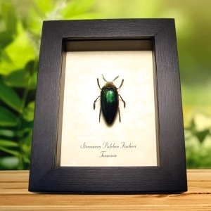 Sternocera pulchra fischeri Male Rainbow Jewel Beetle Framed Taxidermy Display