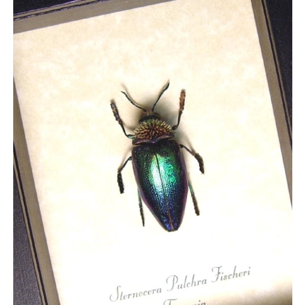 Sternocera - タマムシ関連書籍 ザイール産 iris ニジイロフトタマムシ