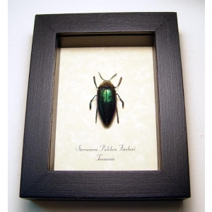 Sternocera pulchra fischeri Male Rainbow Jewel Beetle Framed Taxidermy Display