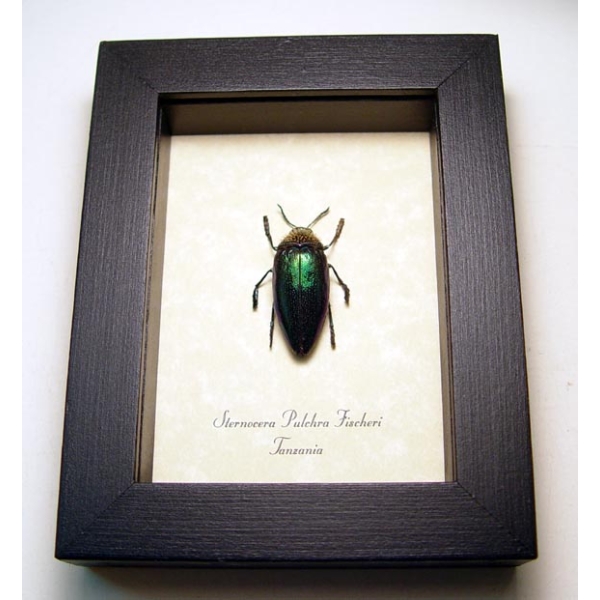 Sternocera pulchra fischeri Male Rainbow Jewel Beetle Framed Taxidermy Display
