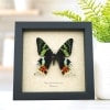 Framed Sunset Moth Urania Rhipheus Madagascar Day Moth Taxidermy Display