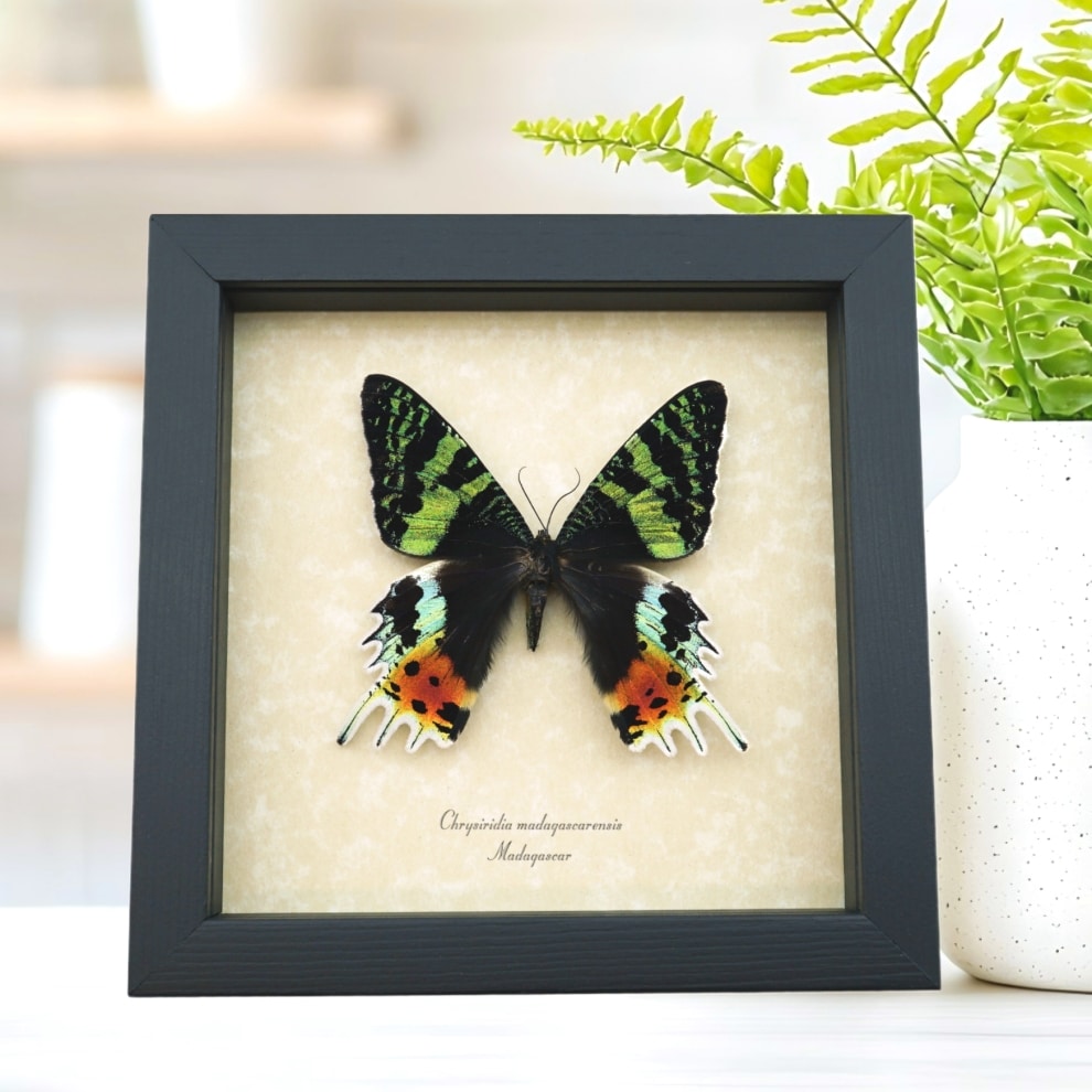 Framed Sunset Moth Urania Rhipheus Madagascar Day Moth Taxidermy Display