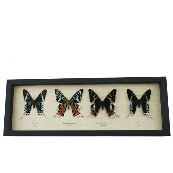 Sunset Moth Collection Madagascar Moths Urania Rhipheus leilus Framed Taxidermy Display