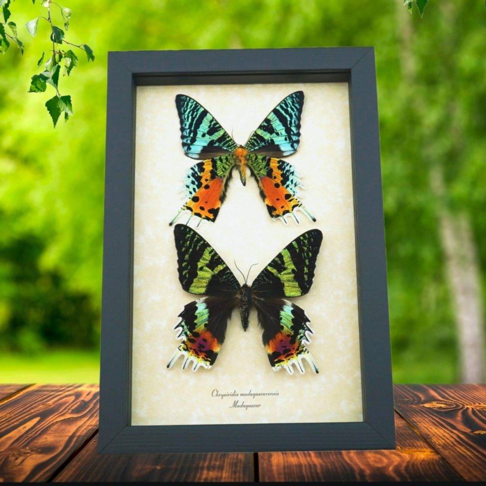 Framed Sunset Moth Pair Madagascar Moths Urania Rhipheus Madagascar Day Flying Moth Display Framed Sunset Moth Pair Madagascar Moths Urania Rhipheus Madagascar Day Flying Moth Display