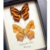 Symbrenthia lilaea Common Jester Himilayas Framed Butterflies Taxidermy Display