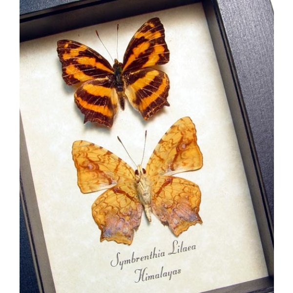Symbrenthia lilaea Common Jester Himilayas Framed Butterflies Taxidermy Display