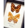 Symbrenthia lilaea Common Jester Himilayas Framed Butterflies Taxidermy Display