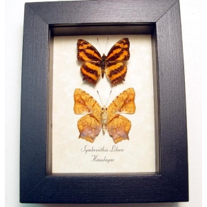 Symbrenthia lilaea Common Jester Himilayas Framed Butterflies Taxidermy Display