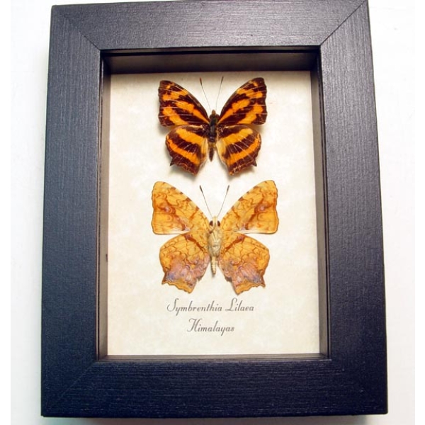 Symbrenthia lilaea Common Jester Himilayas Framed Butterflies Taxidermy Display
