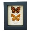 Common Jester Himalayas Butterfly Symbrenthia lilaea Framed Butterflies Taxidermy Display