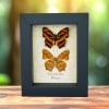 Common Jester Himalayas Butterfly Symbrenthia lilaea Framed Butterflies Taxidermy Display